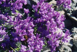 Linaria alpina